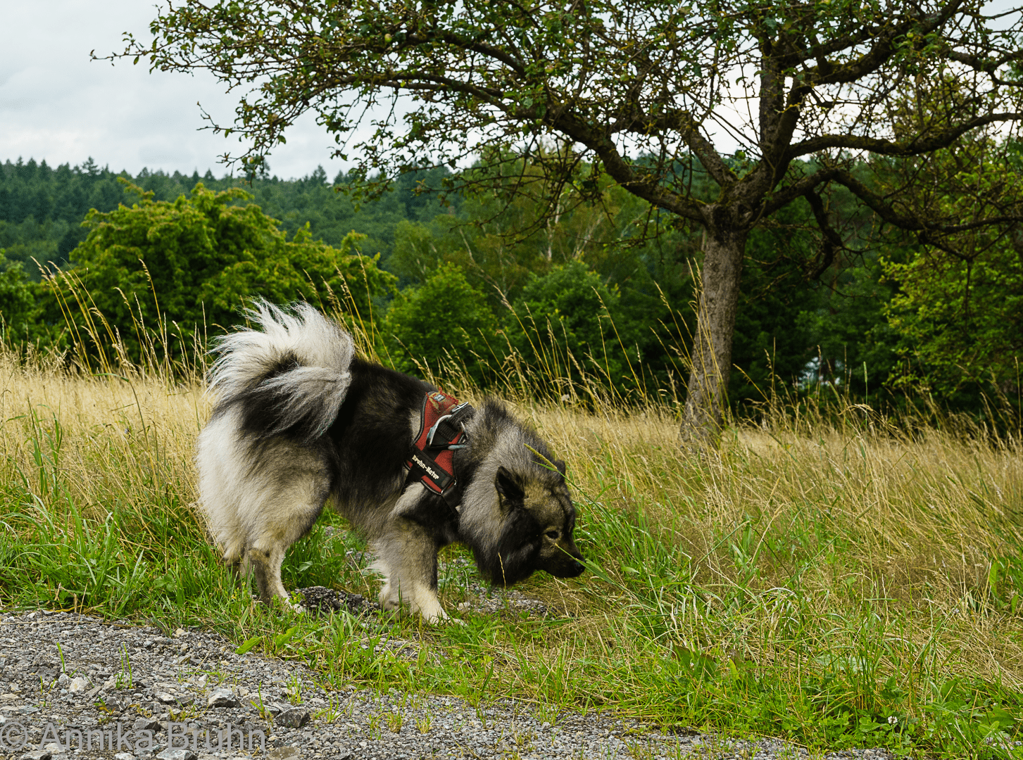 Was richt den da so gut